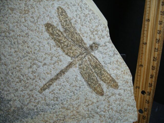 Large Fossilized “Dragonfly ” in Matrix  (012922g)* “SPECIAL - BELOW DEALER COST ” * - Image 3