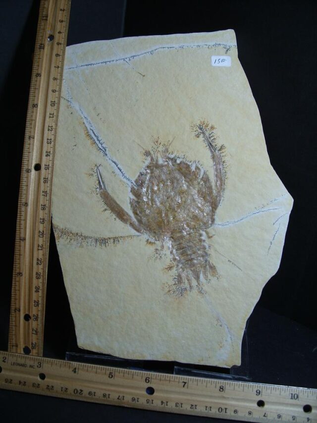 Solnhofen Fossil Lobster (012922j)