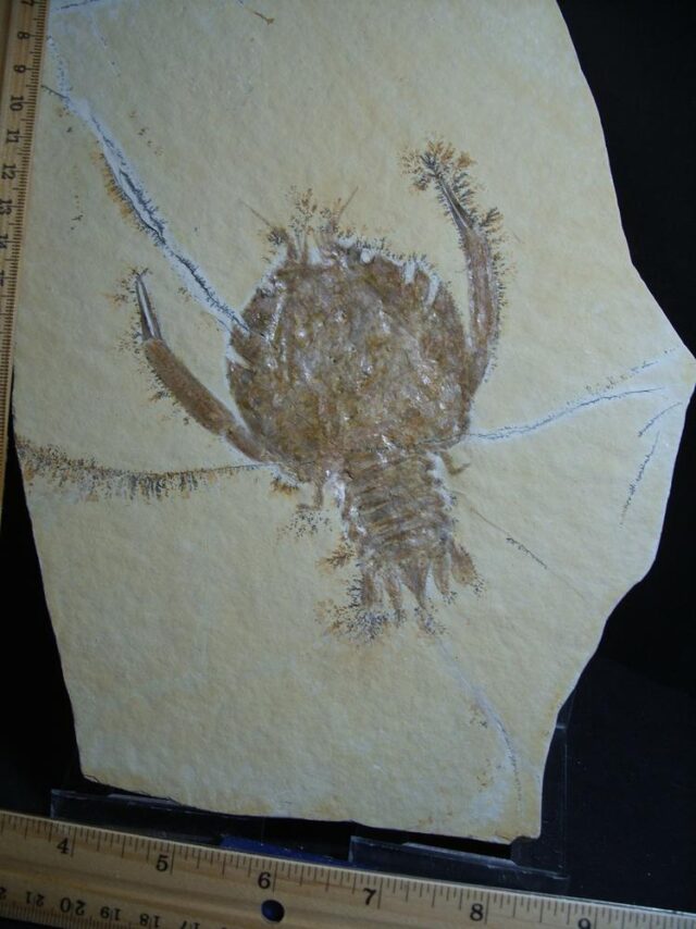 Solnhofen Fossil Lobster (012922j) - Image 3