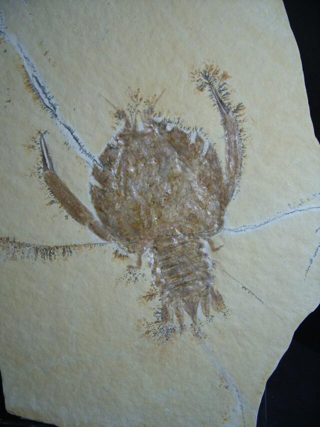 Solnhofen Fossil Lobster (012922j) - Image 4
