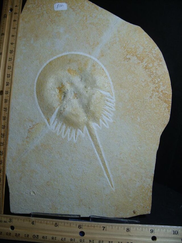 Solnhofen Fossil Horseshoe Crab  (012922k - Image 2