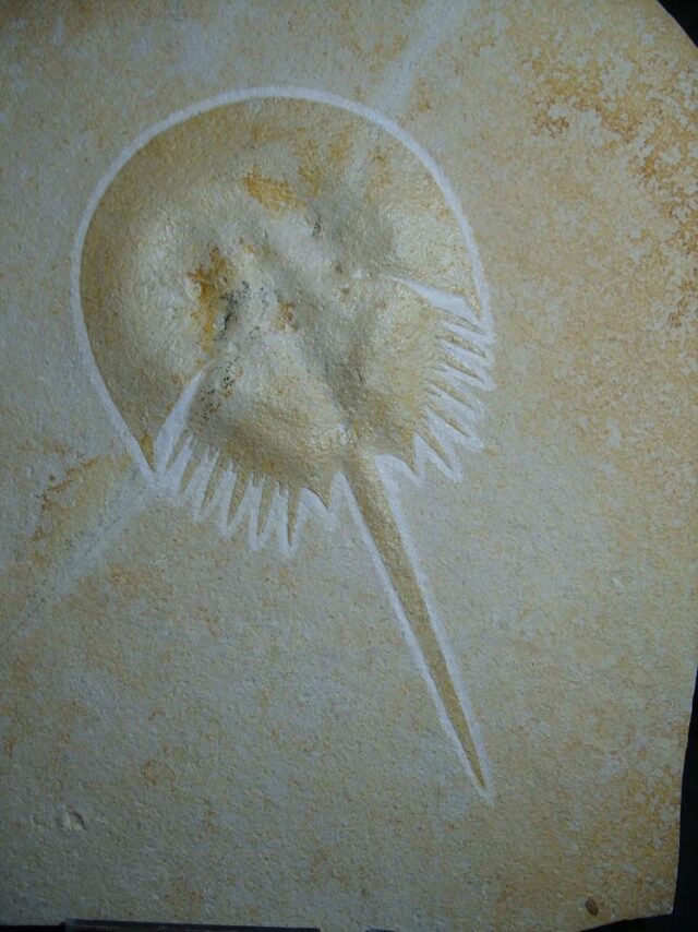 Solnhofen Fossil Horseshoe Crab  (012922k - Image 3