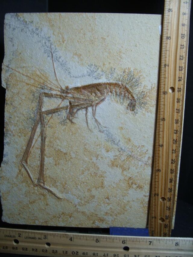 Solnhofen Fossil Lobster (013022a)