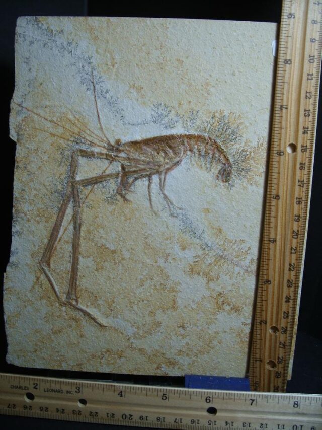 Solnhofen Fossil Lobster (013022a) - Image 3