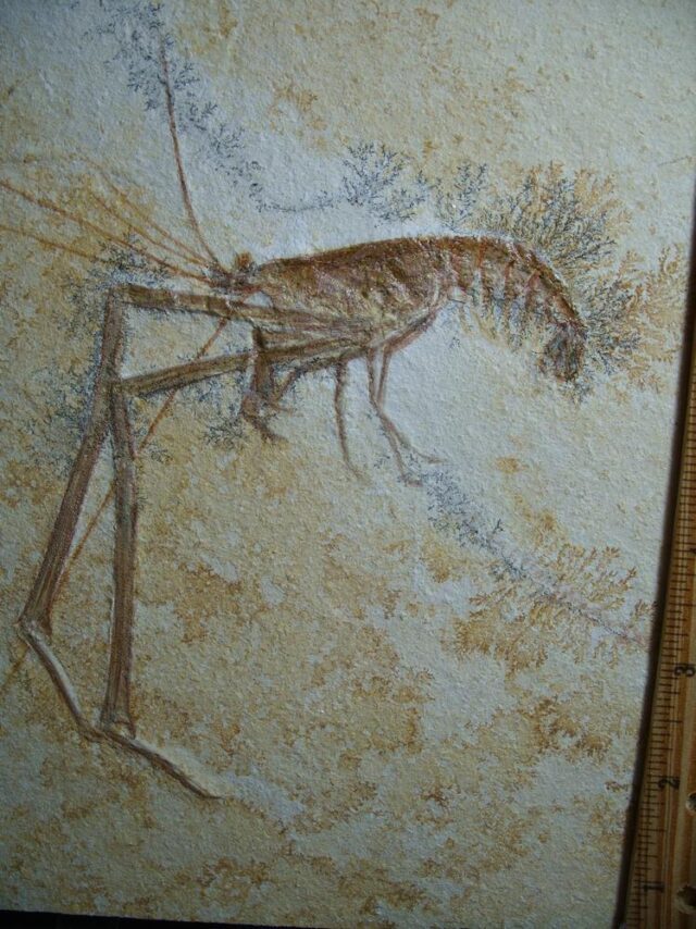 Solnhofen Fossil Lobster (013022a) - Image 4