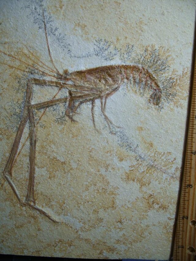 Solnhofen Fossil Lobster (013022a) - Image 2