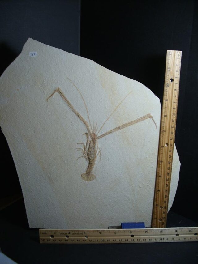 Solnhofen Fossil Lobster (013022b)