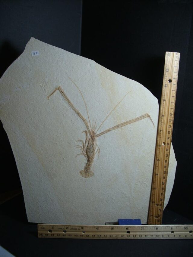 Solnhofen Fossil Lobster (013022b) - Image 3