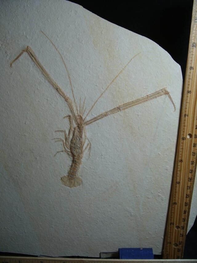 Solnhofen Fossil Lobster (013022b) - Image 4