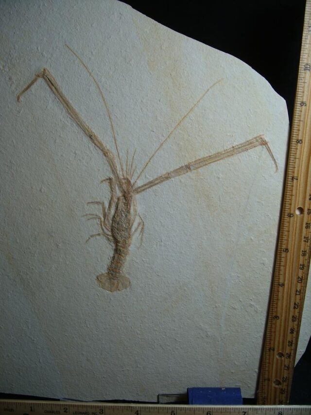 Solnhofen Fossil Lobster (013022b) - Image 2