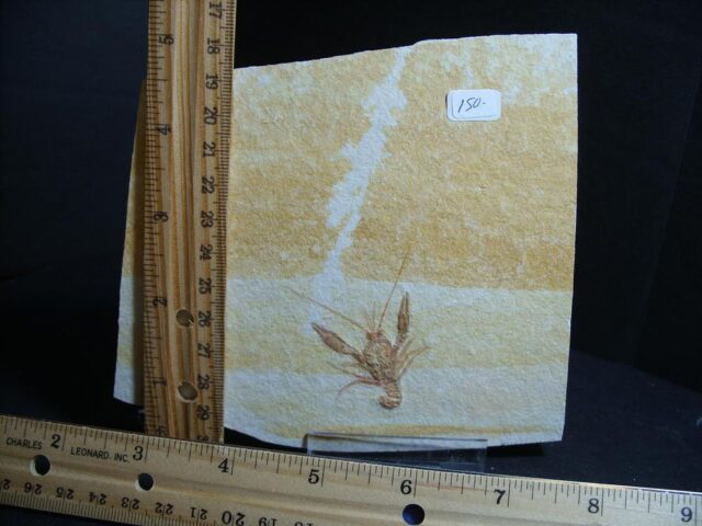 Small Fossil Lobster  (013022d)