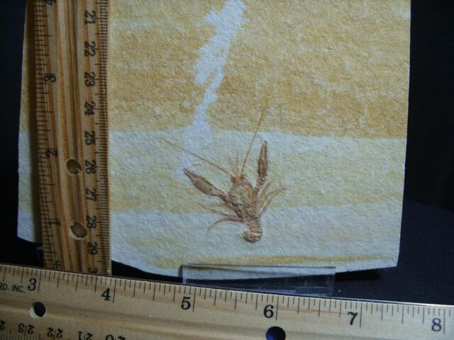 Small Fossil Lobster  (013022d) - Image 2