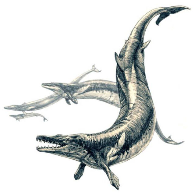 Basilosaurus Jaw– Ancient Whale (020725h)) - Image 2