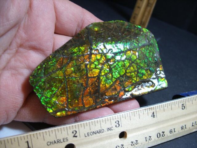 Canadian Ammonite/Ammolite Partial Specimen (013022k)