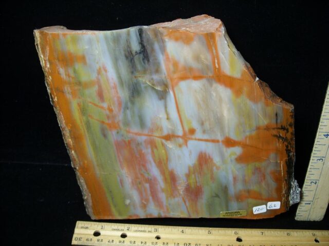 Arizona Petrified Rainbow Wood (011421k)