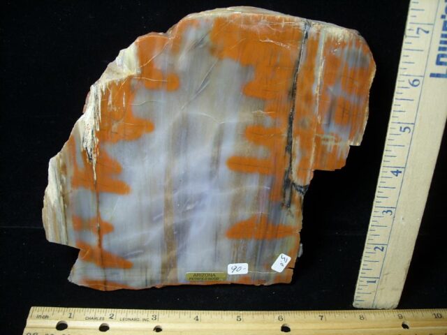 Arizona Petrified Rainbow Wood (011722g)
