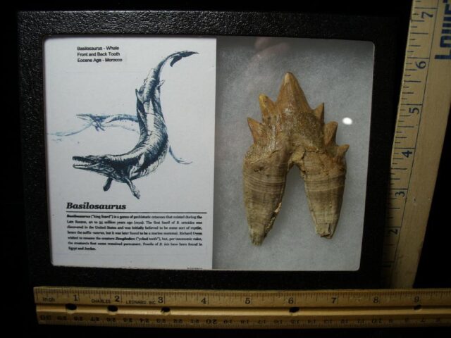 Basilosaurus Whale Tooth (020522b)