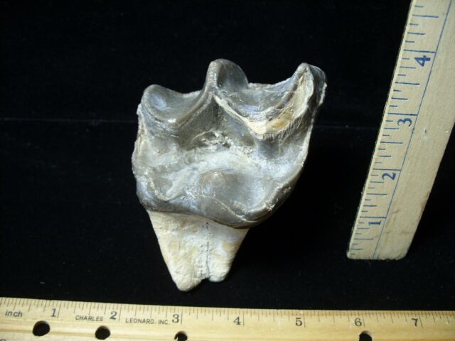 Very Large Titanothere Molar (020522c) - Image 5