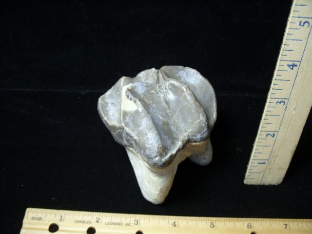 Very Large Titanothere Molar (020522c) - Image 4
