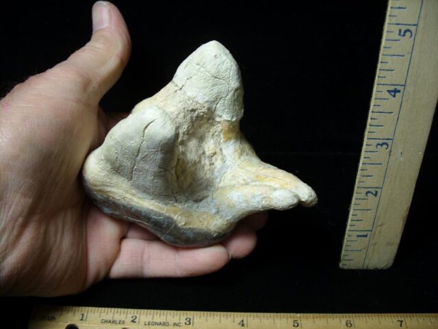 Very Large Titanothere Molar (020522c) - Image 3