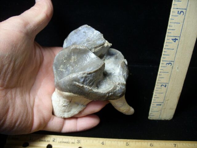 Very Large Titanothere Molar (020522c)