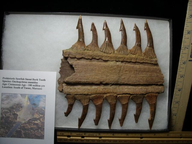 Sawfish - Partial Rostrum  with Teeth (020522d)