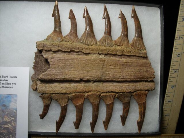 Sawfish - Partial Rostrum  with Teeth (020522d) - Image 2