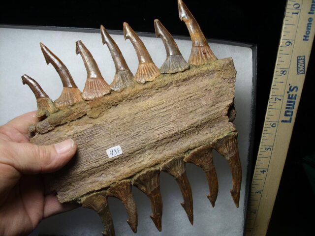 Sawfish - Partial Rostrum  with Teeth (020522d) - Image 3