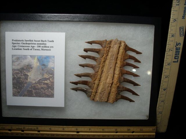 Fossil Sawfish - Partial Rostrum  with Teeth (020522e) ....ON HOLD for M.S. 04/24/23