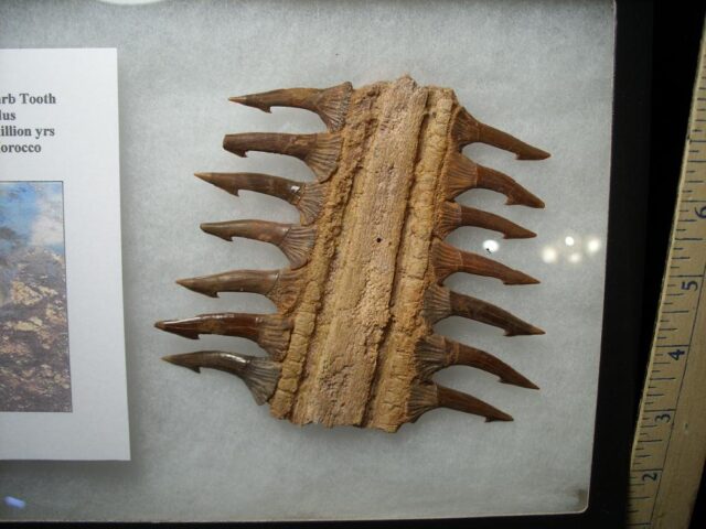 Fossil Sawfish - Partial Rostrum  with Teeth (020522e) ....ON HOLD for M.S. 04/24/23 - Image 2