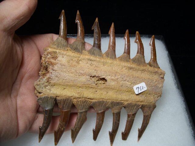 Fossil Sawfish - Partial Rostrum  with Teeth (020522e) ....ON HOLD for M.S. 04/24/23 - Image 3