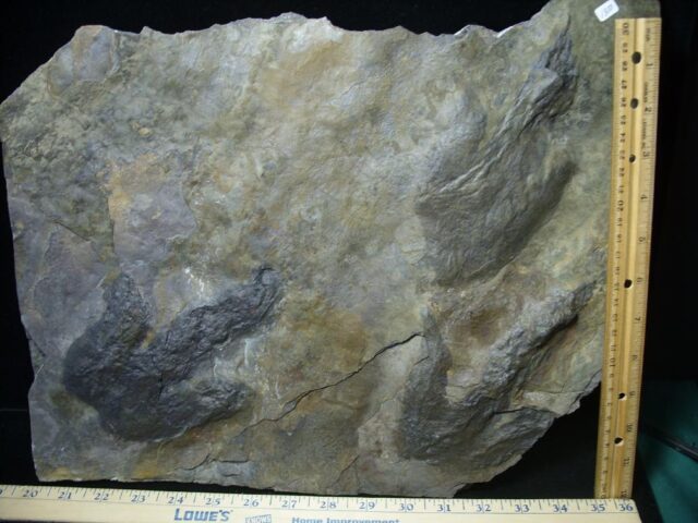 TRIPLE DINOSAUR TRACK  (0020522f