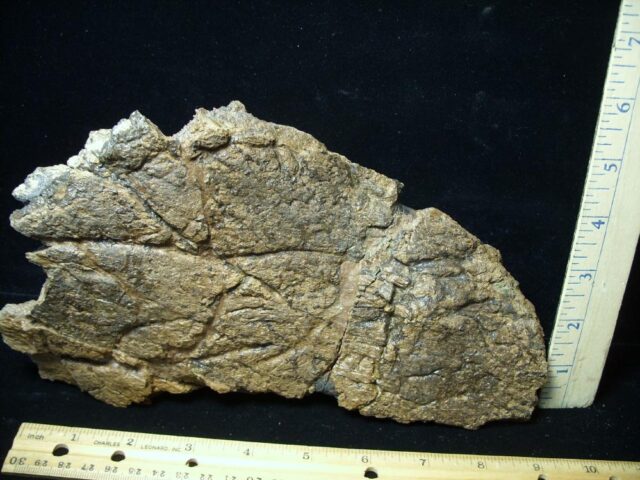 Very Large Triceratops Dinosaur Shield Section (020522k) -- ON HOLD for JS
