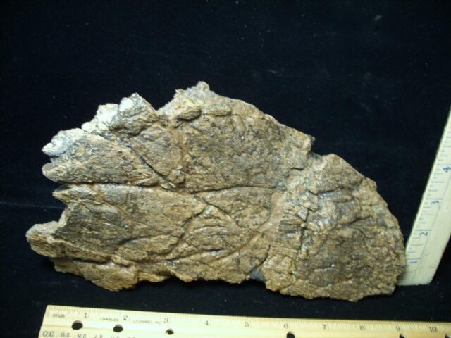 Very Large Triceratops Dinosaur Shield Section (020522k) -- ON HOLD for JS - Image 3