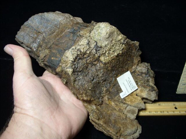 Very Large Triceratops Dinosaur Shield Section (020522k) -- ON HOLD for JS - Image 4