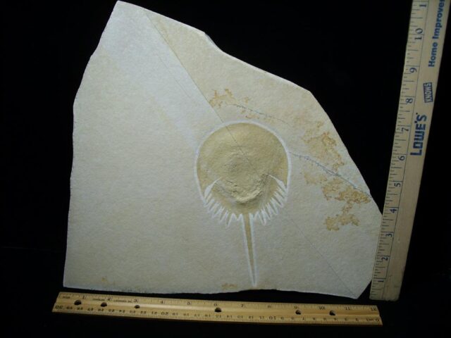 Solnhofen Fossil Horseshoe Crab  (020622a)