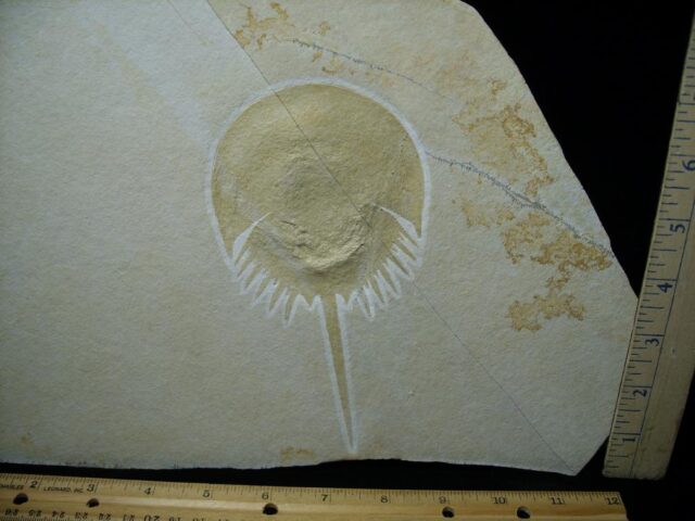 Solnhofen Fossil Horseshoe Crab  (020622a) - Image 2