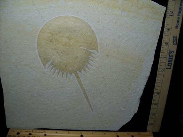 Solnhofen Fossil Horseshoe Crab  (020622c) - Image 2