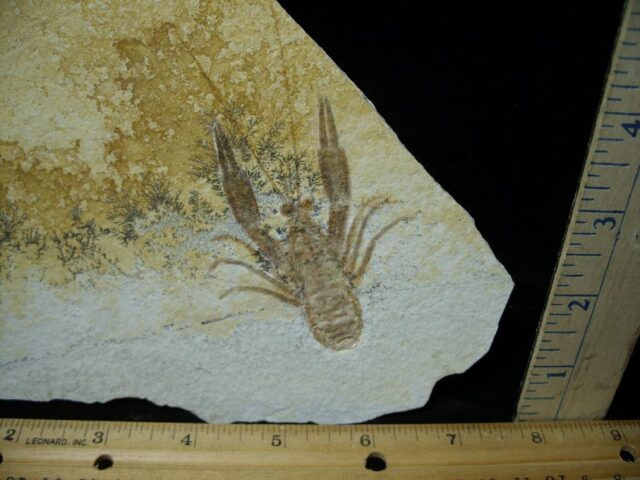 Fossil Lobster  (020622f) - Image 2
