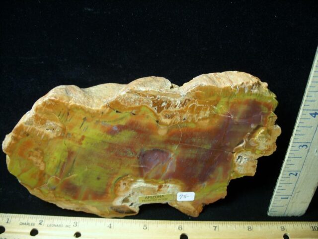 Arizona Petrified Rainbow Wood (020622g)