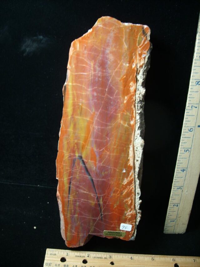 Arizona Petrified Rainbow Wood (020622k)
