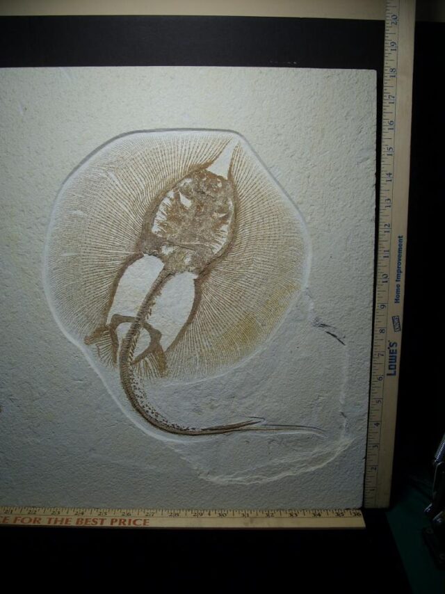 Fossil Fresh-water Stingray on Matrix Plate (020722g) - Image 2