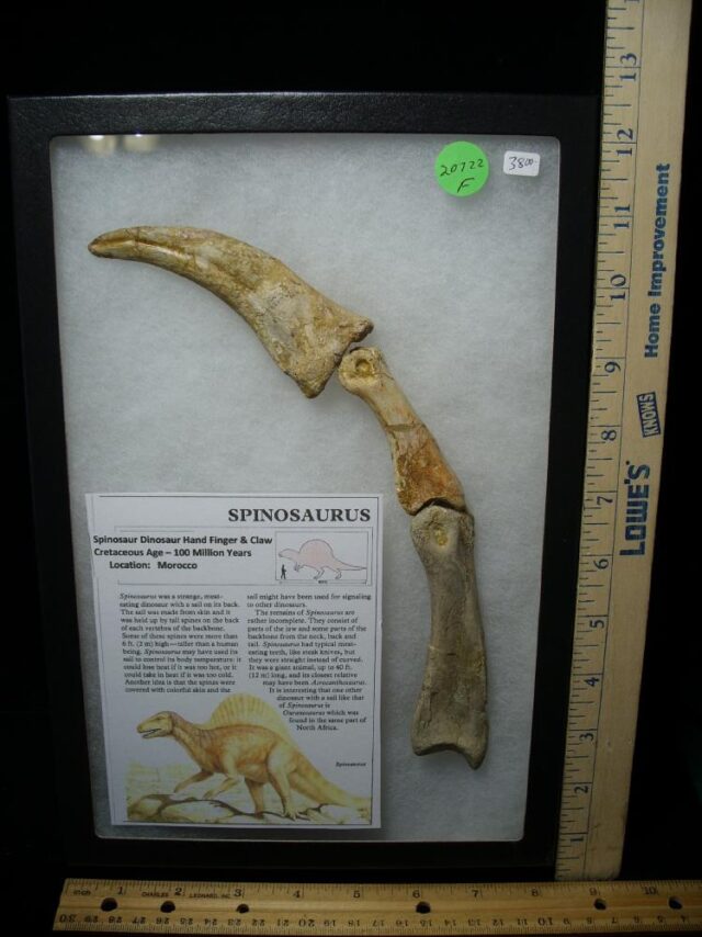 Spinosaur Hand Finger Claw and Digits (020222f)