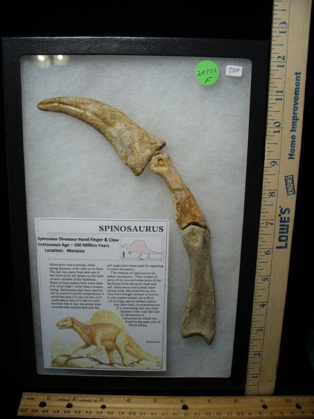 Spinosaur Hand Finger Claw and Digits (020222f) - Image 2