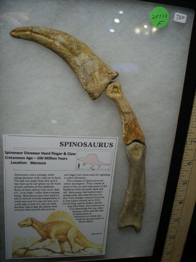 Spinosaur Hand Finger Claw and Digits (020222f) - Image 3