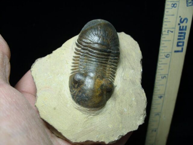 Fossilized Trilobite – Arthropod (020822c) - Image 2