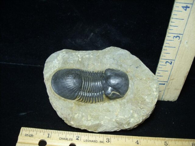 Fossilized Trilobite – Arthropod (020822d)