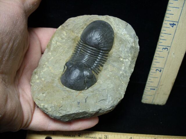 Fossilized Trilobite – Arthropod (020822d) - Image 2
