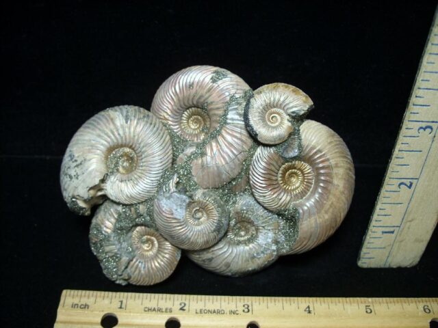Iridescent/Pyritized  Ammonite Cluster (020822n).....ON HOLD for EWF 03/07/22