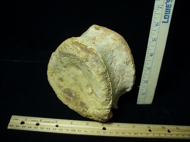 Carcharodontosaurus Dinosaur Vertebra (021022d)... HOLD for BRUCE B 02/11/22